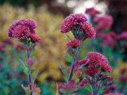 Sivun Chrysanthemum morifolium Ramat. kuva