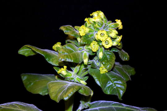 Image of Aztec tobacco