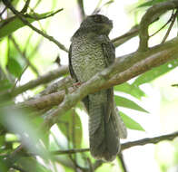 Image of Barred Owlet-nightjar