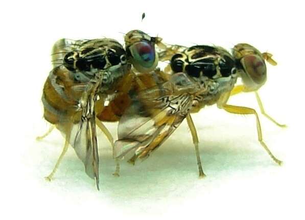 Image of Mediterranean fruit fly