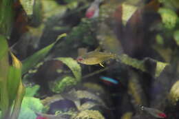 Image of Lemon tetra