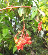 Image of Fuchsia Begonia