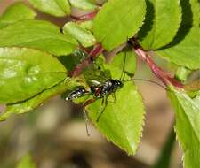 Image of Ichneumon