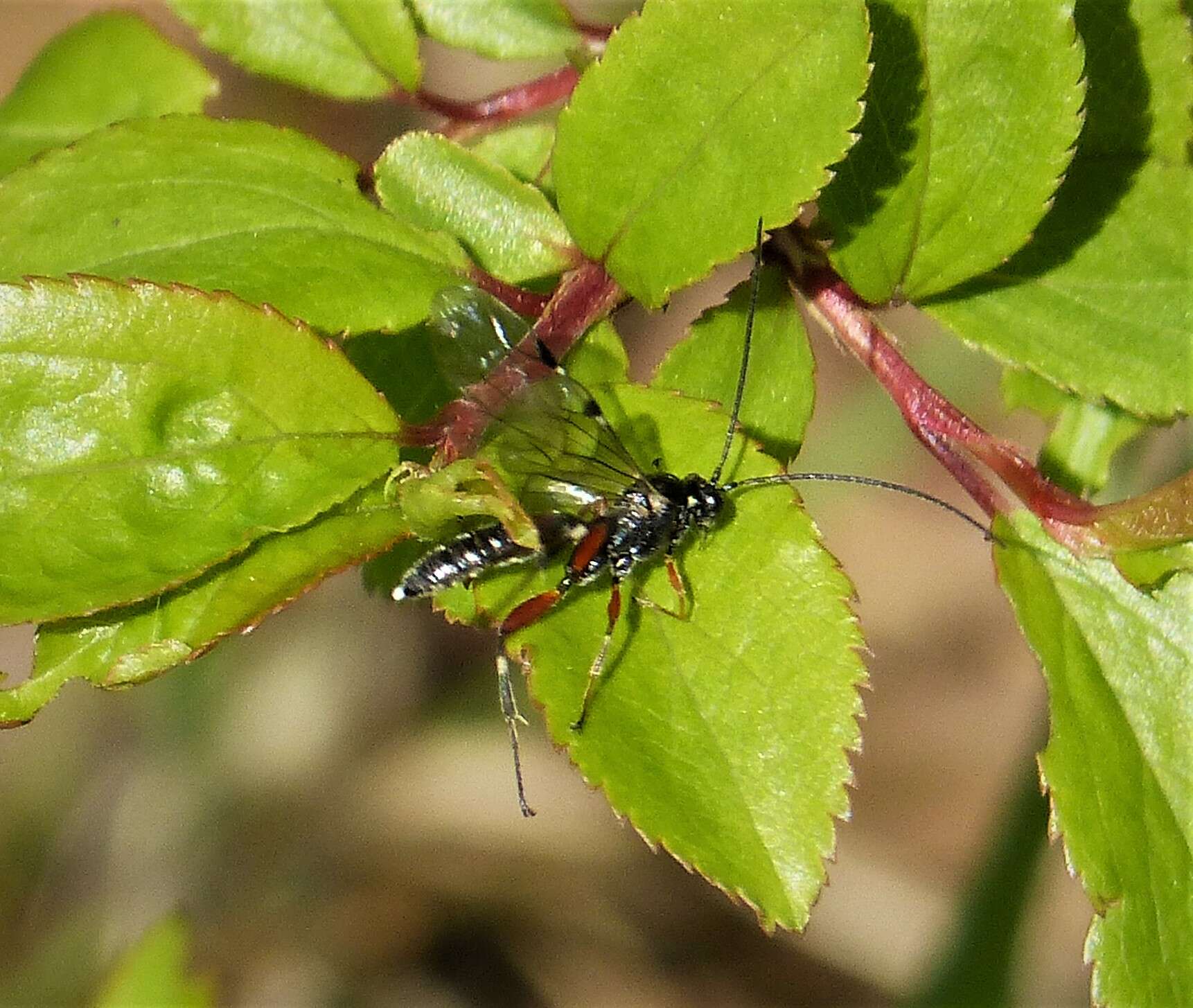 Image of Ichneumon