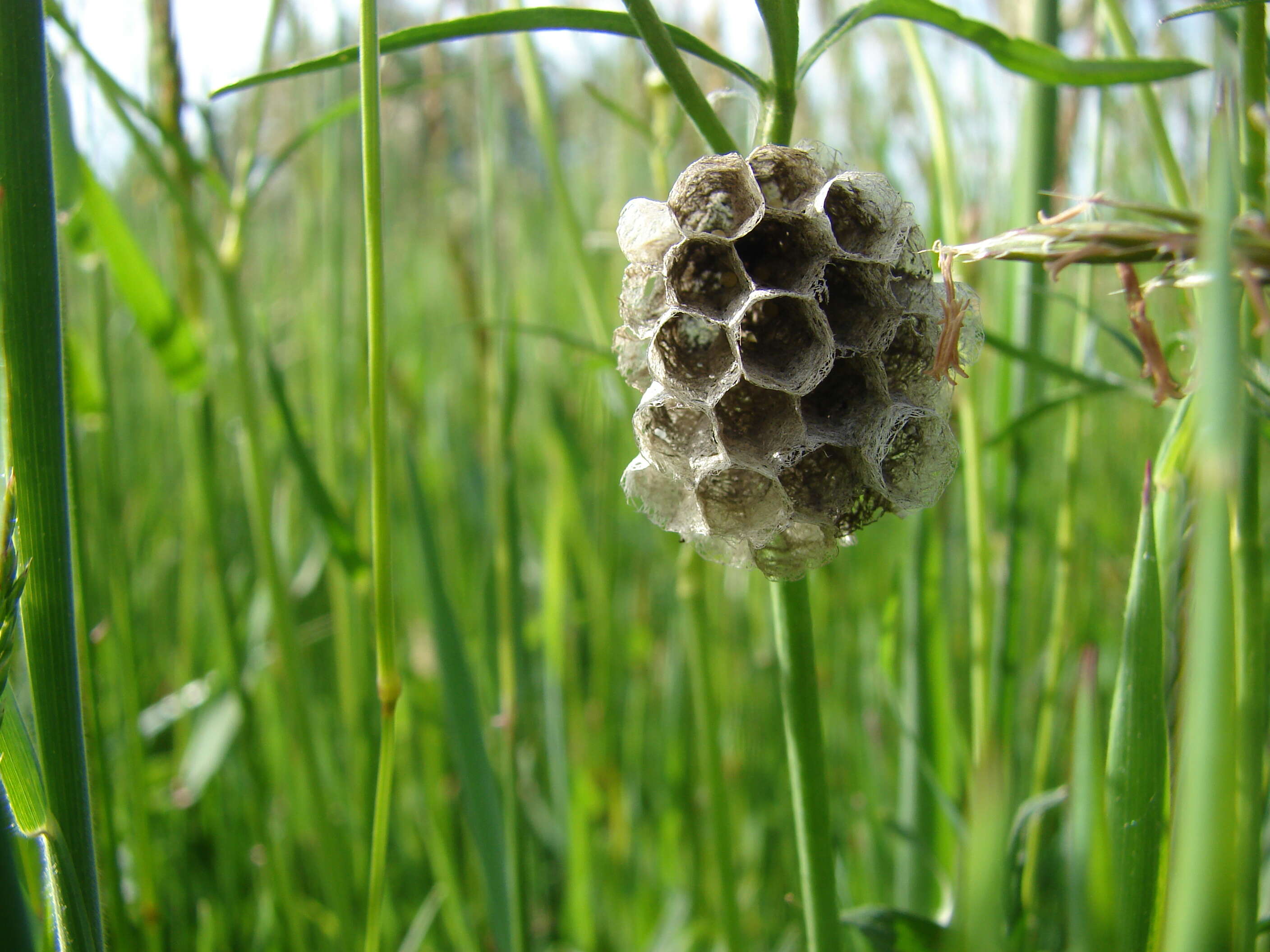 Image of European Paper Wasp