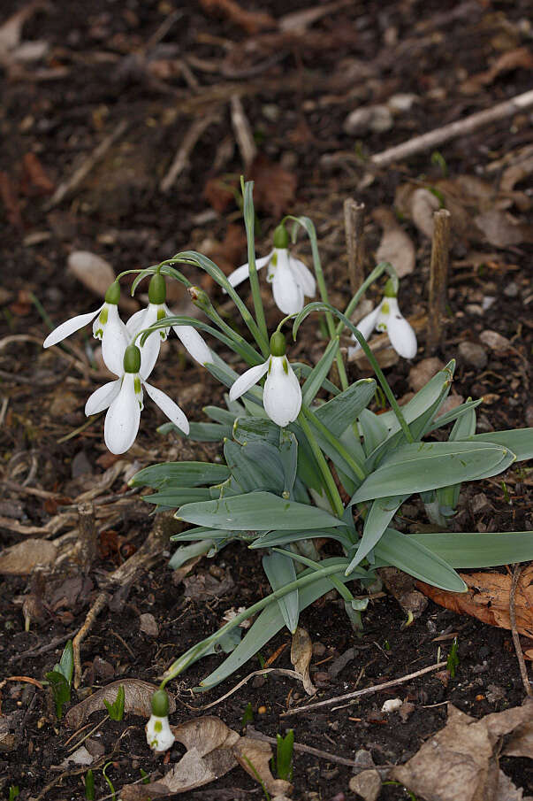 Image of giant snowdrop