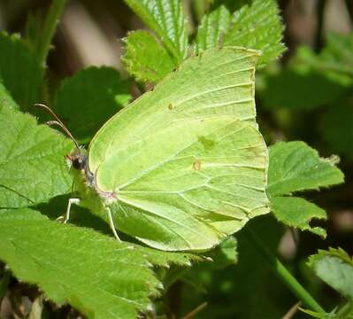 Image of Brimstones