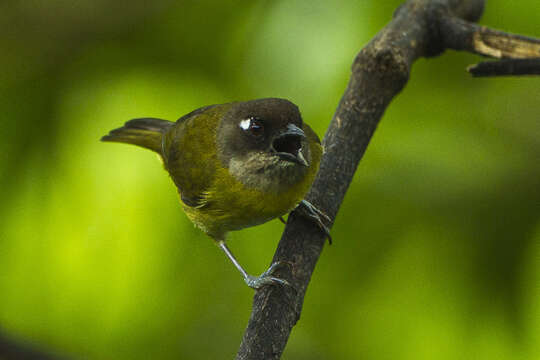 Image of Common Bush Tanager