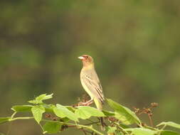 Image of Brown-headed Bunting