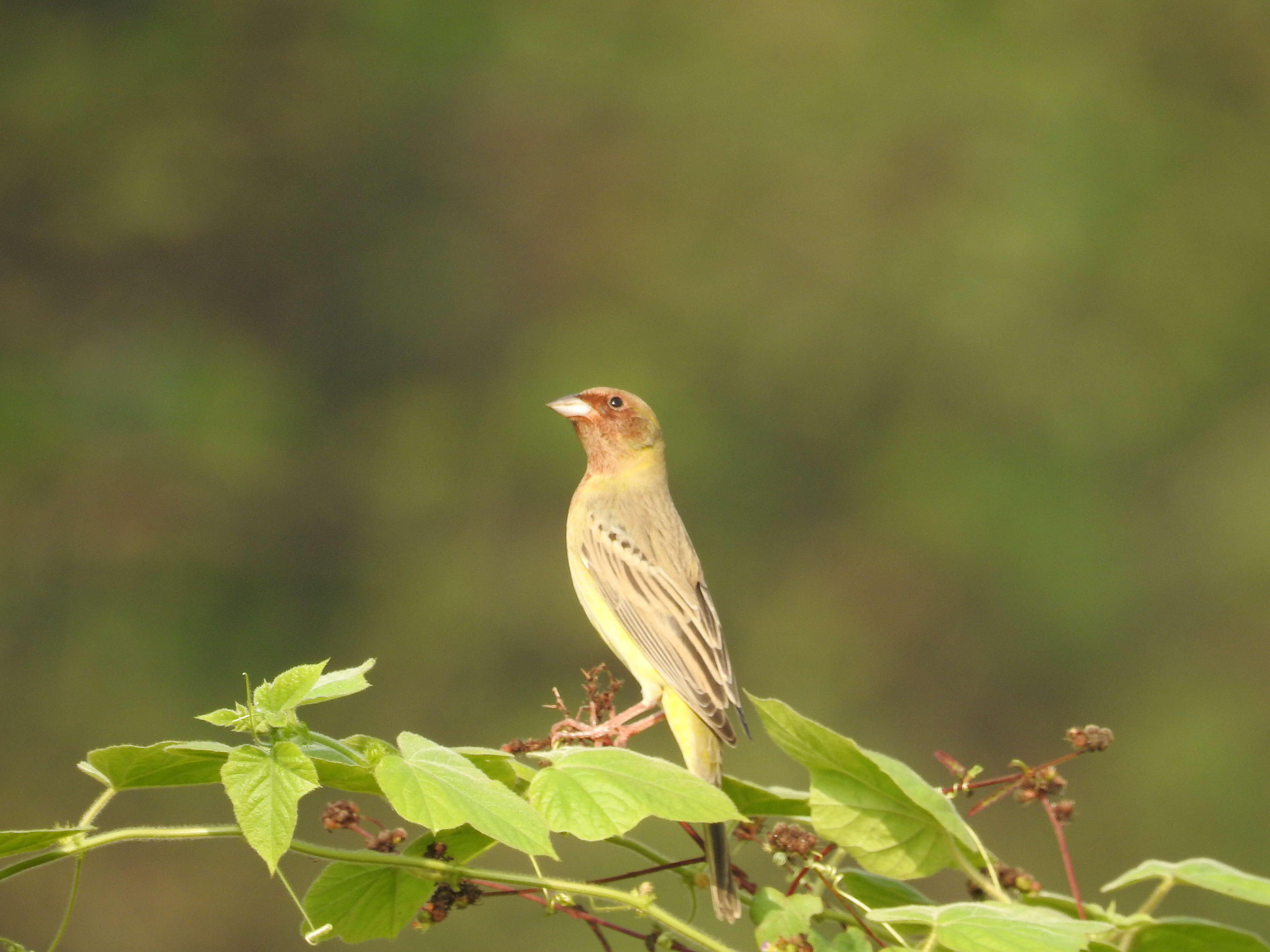 Image of Brown-headed Bunting