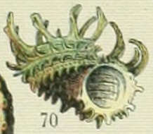 Image de Angariidae Gray 1857