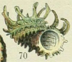 Image of Angariidae Gray 1857