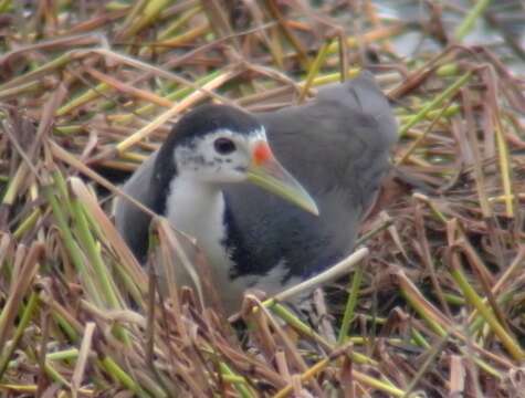 Image of White-breasted Waterhen