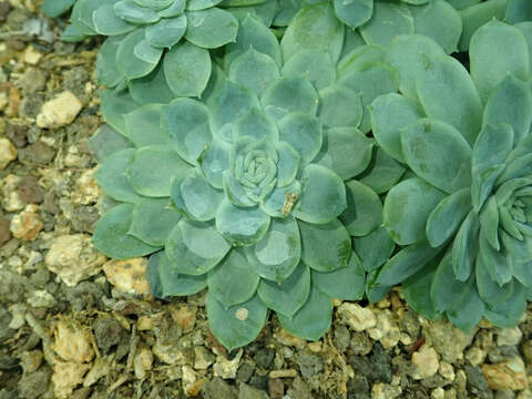 Image of Echeveria elegans Rose