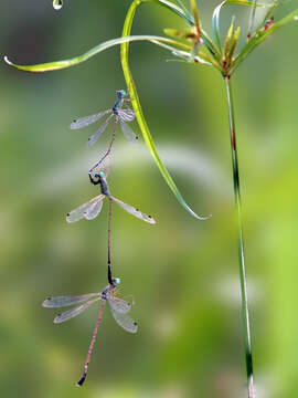 Image of Platylestes platystylus (Rambur 1842)