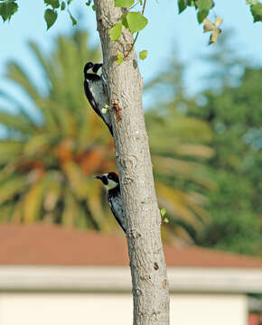 Image of Acorn Woodpecker