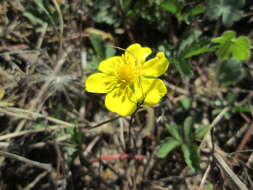 Image de Potentille rampante