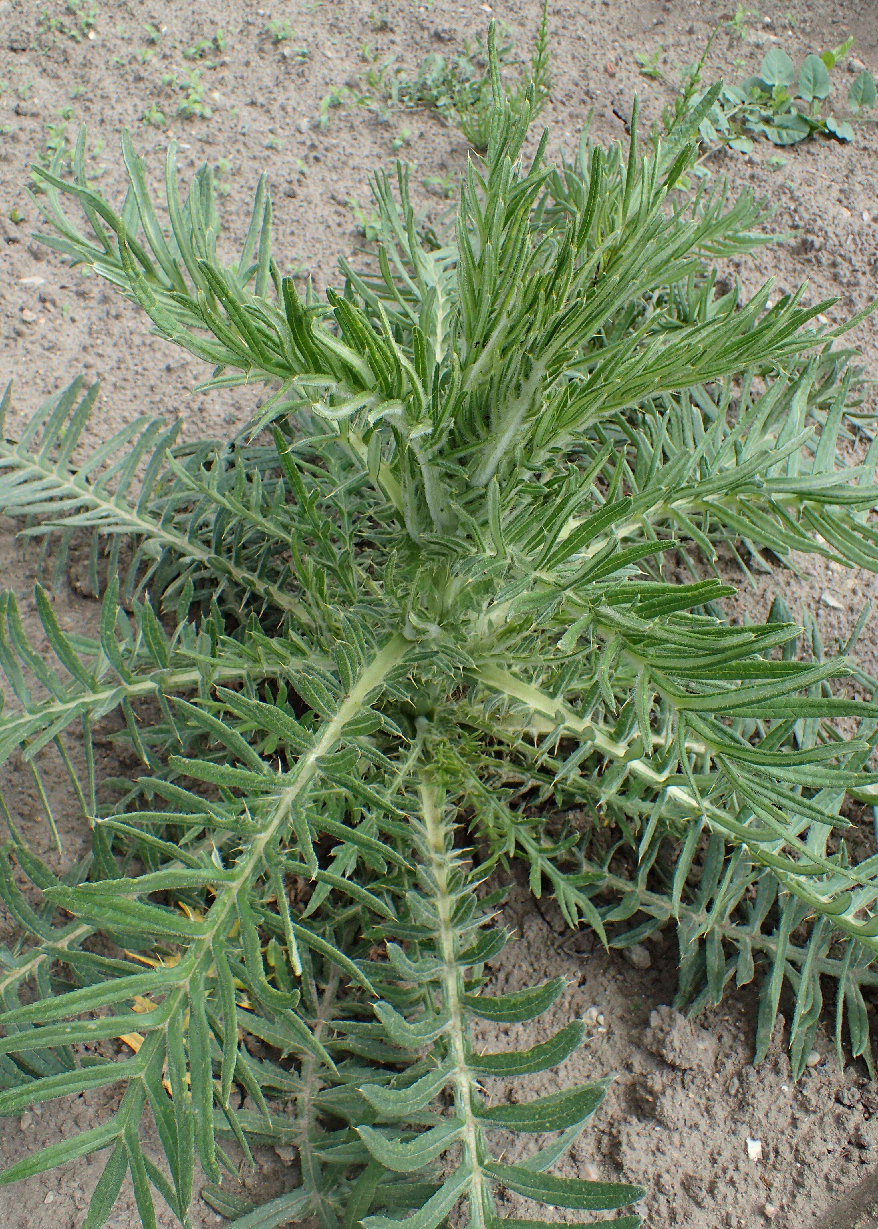 Image of woolly thistle