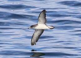 Image of Cory's Shearwater