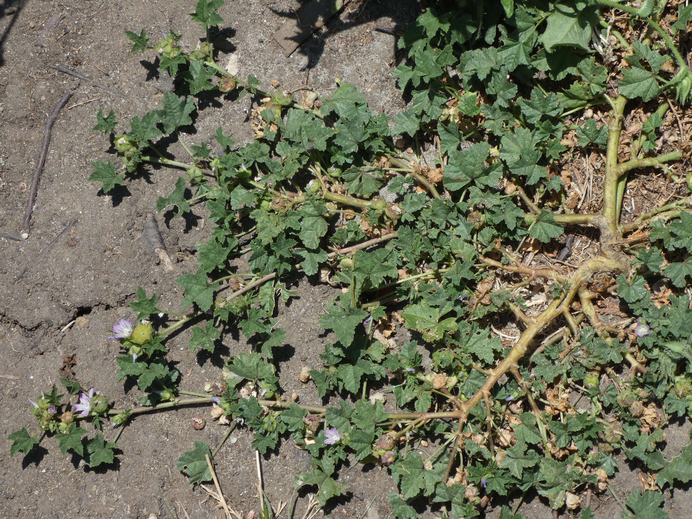 Image of common mallow