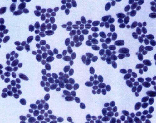 Image of Saccharomyces