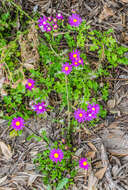 Image of redpurple ragwort