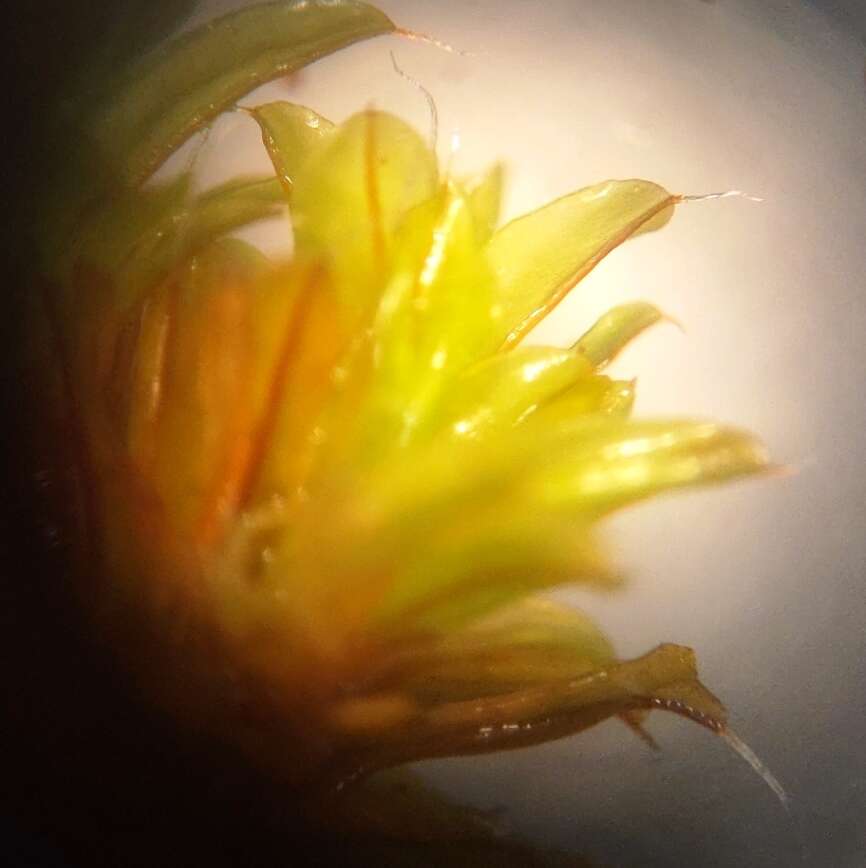 Image of great hairy screw-moss