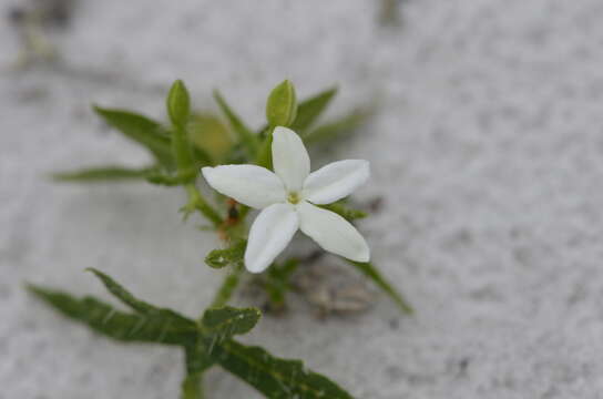 Image of cnidoscolus