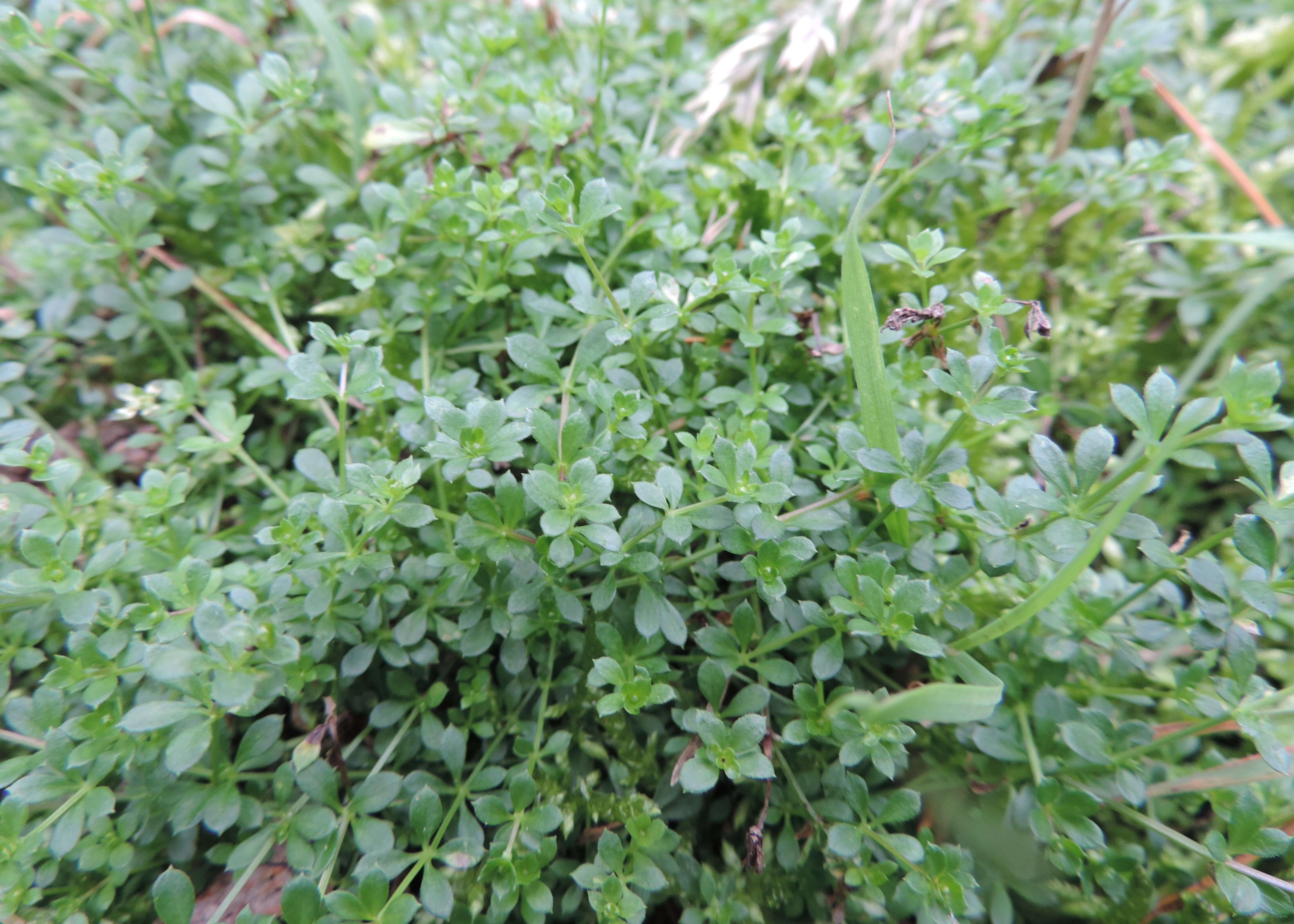 Imagem de Galium saxatile L.