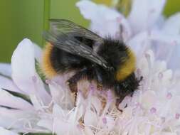 Image of Early bumblebee