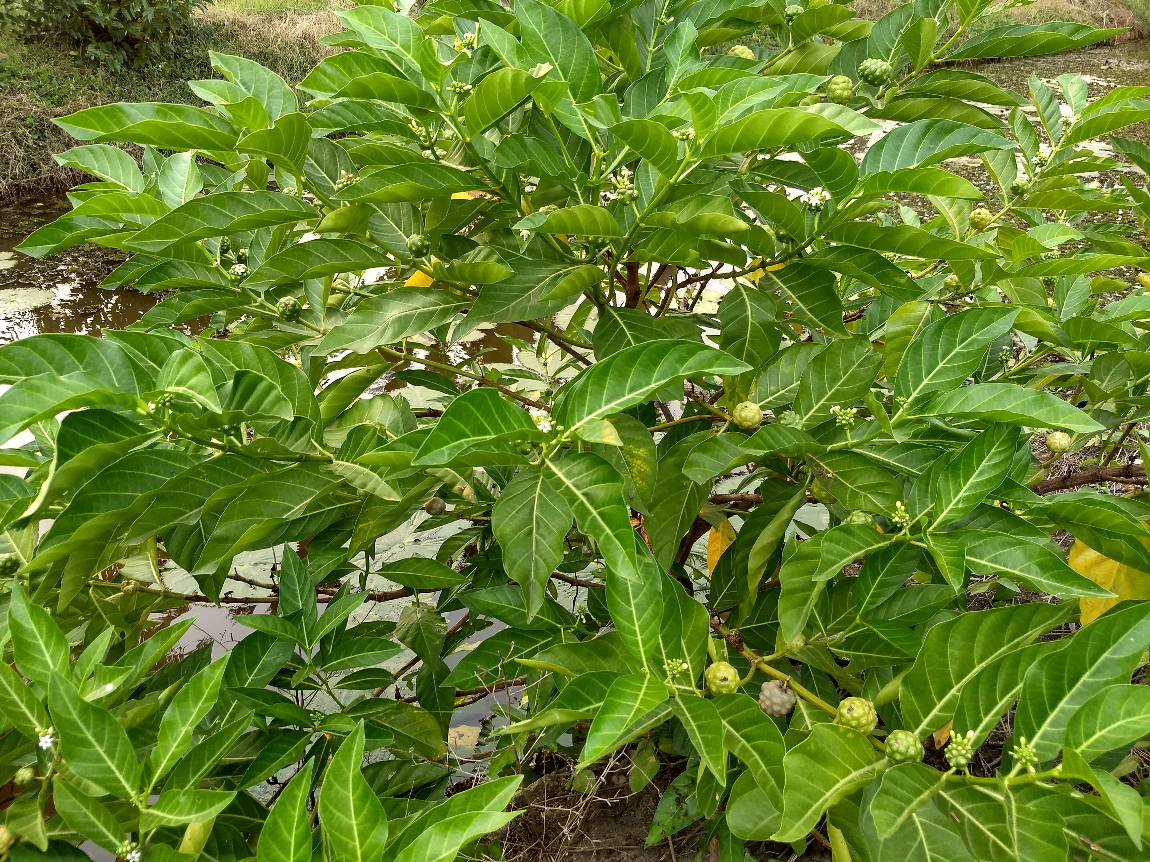 Image of Indian mulberry