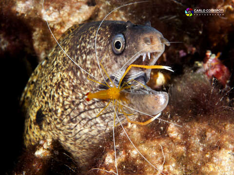 Image of morays