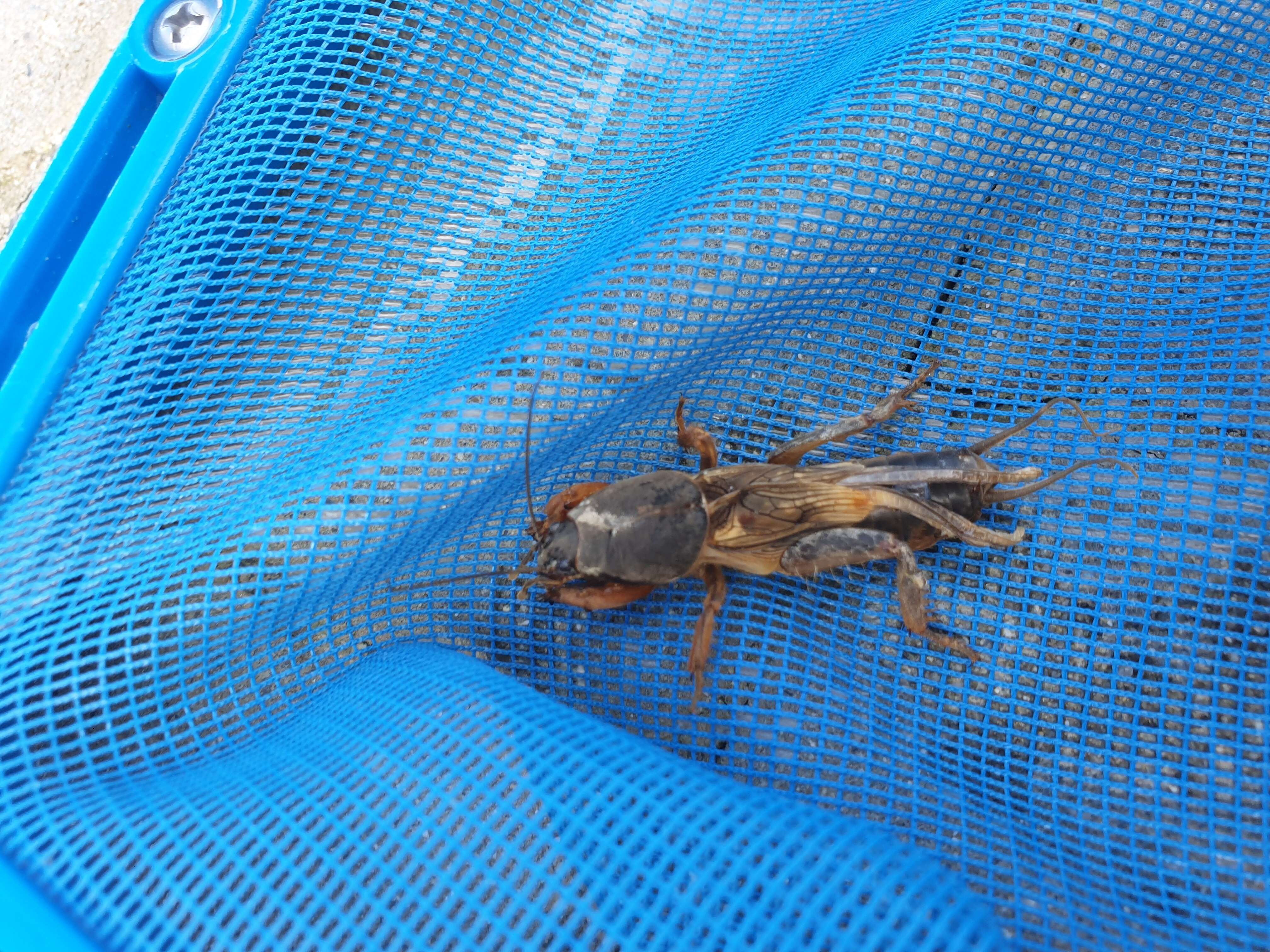 Image of European Mole Cricket