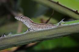 Image of Anolis jubar Schwartz 1968