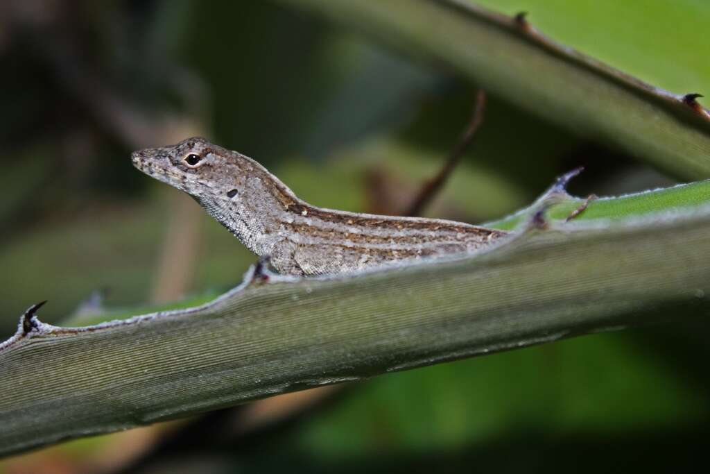 Image of Anolis jubar Schwartz 1968