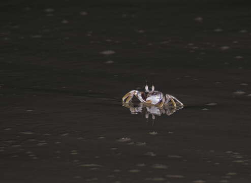 Image of Horned Ghost Crab