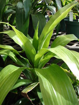 Image of fragrant dracaena