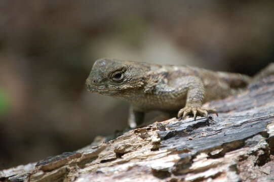 Image of Eastern Fence Lizard