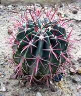 Image of Ferocactus latispinus (Haw.) Britton & Rose