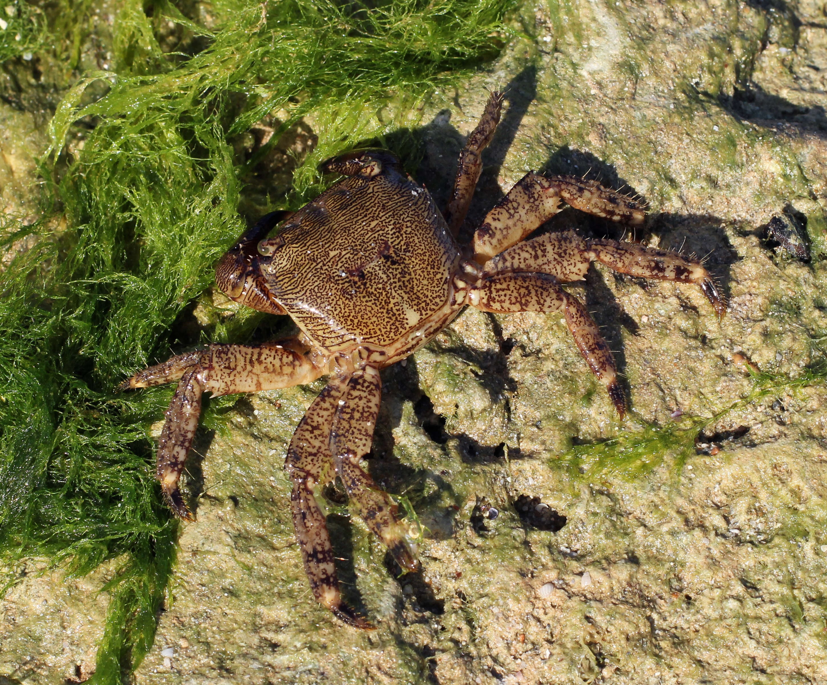 Image of marbled rock crab