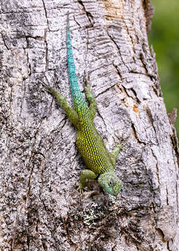 Image of Green Spiny Lizard