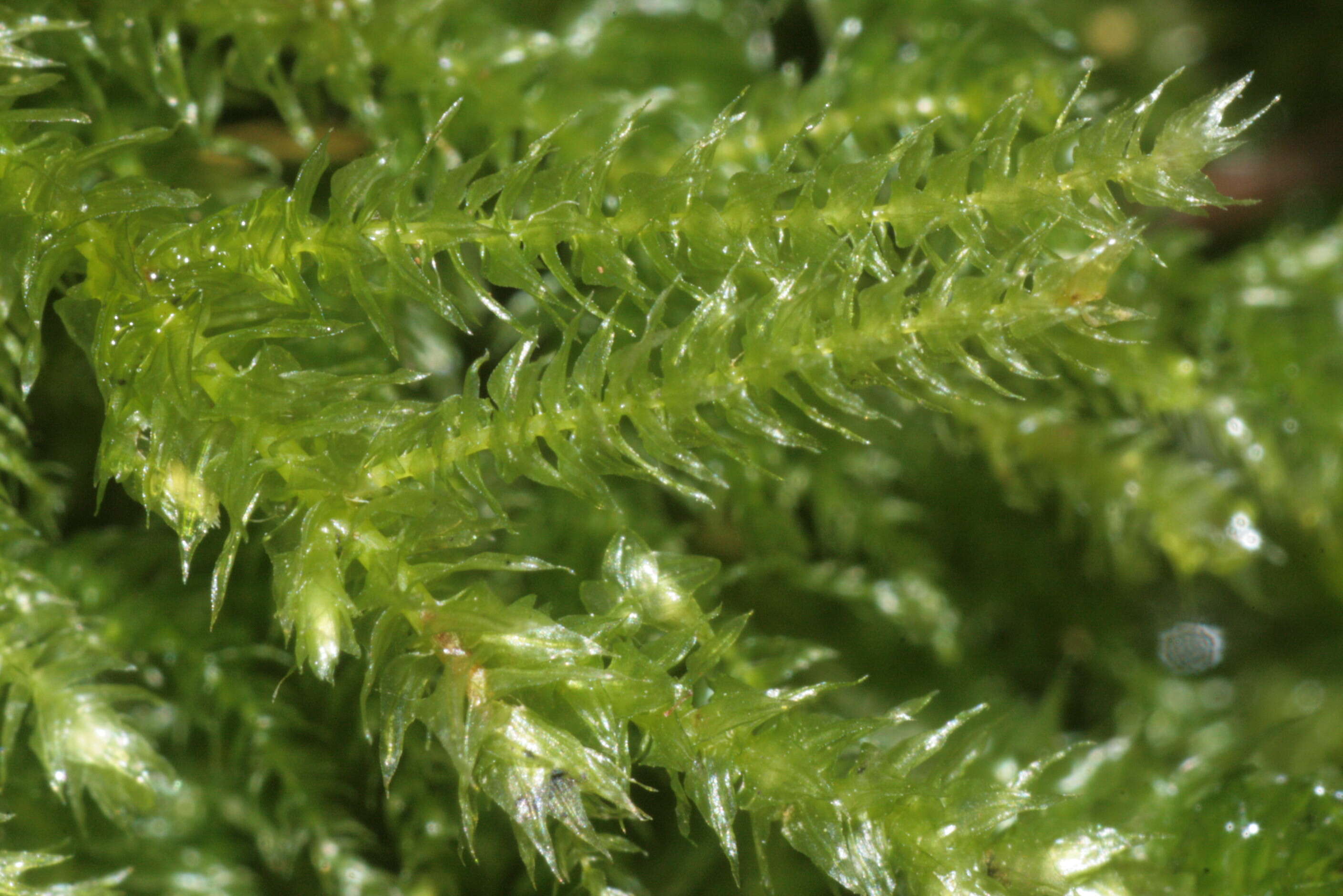 Image of common striated feather-moss