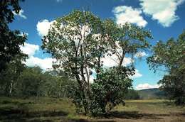 Image of Eucalyptus neglecta Maiden