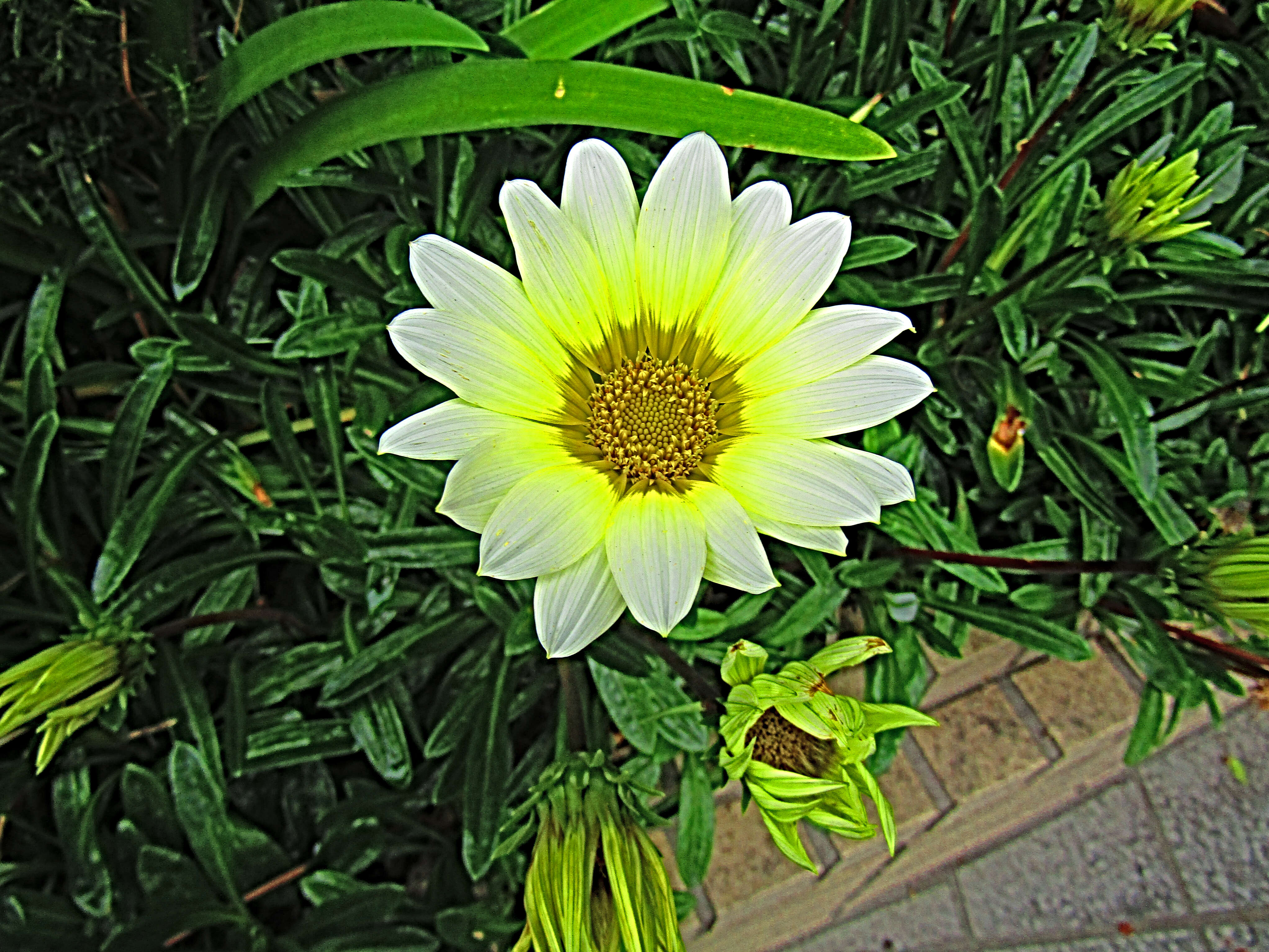 Image of treasure-flower