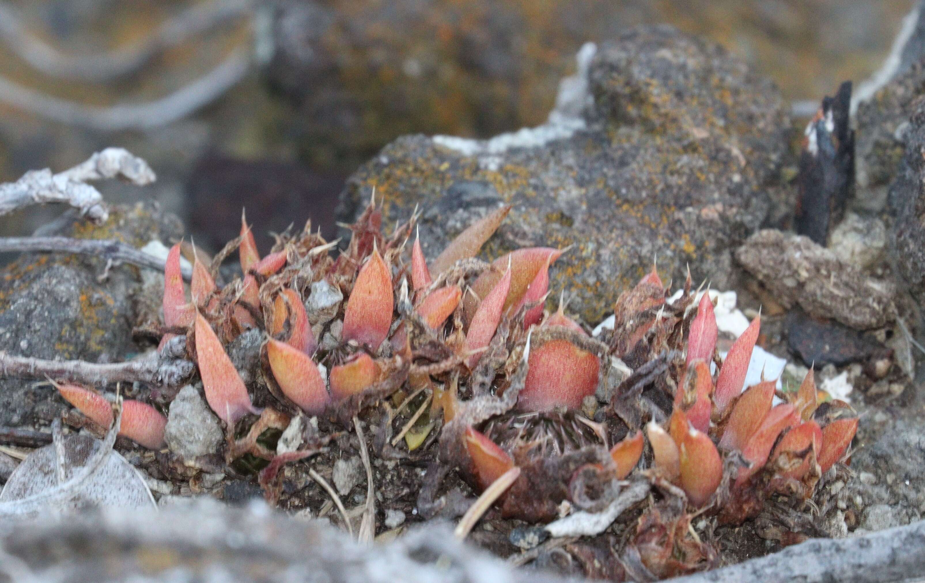 Image of Orostachys japonica A. Berger