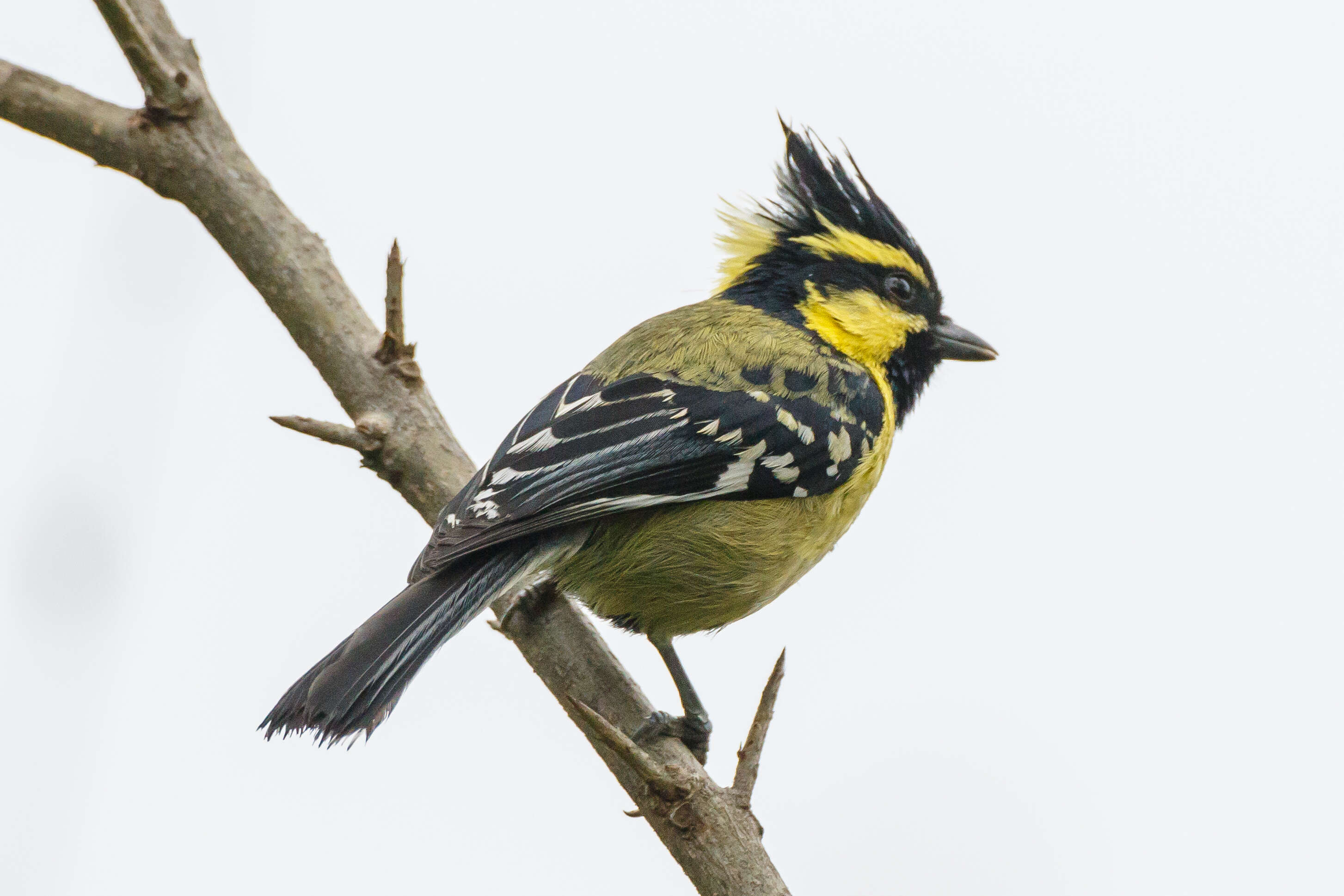 Image of Black-lored Tit