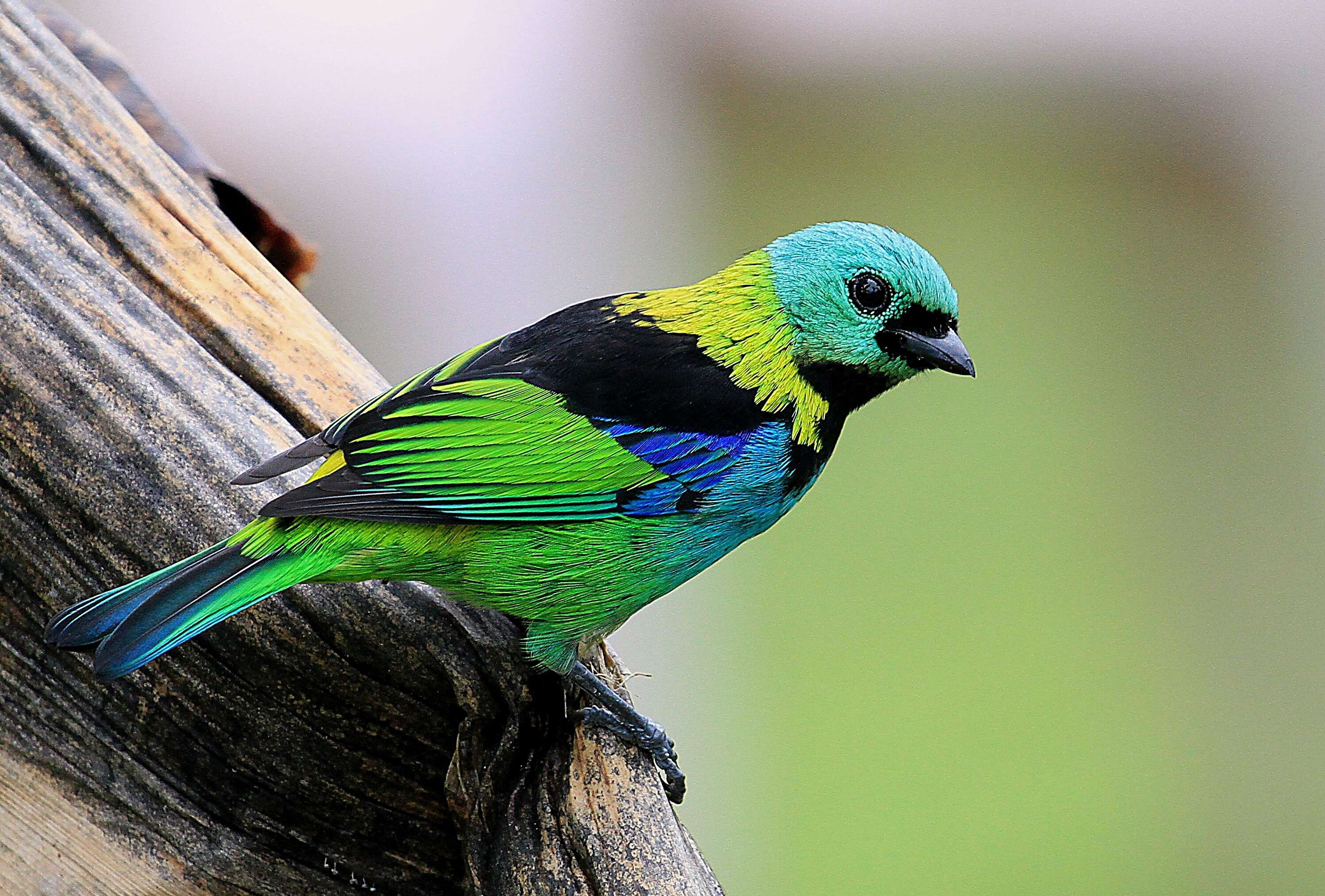 Image of Green-headed Tanager