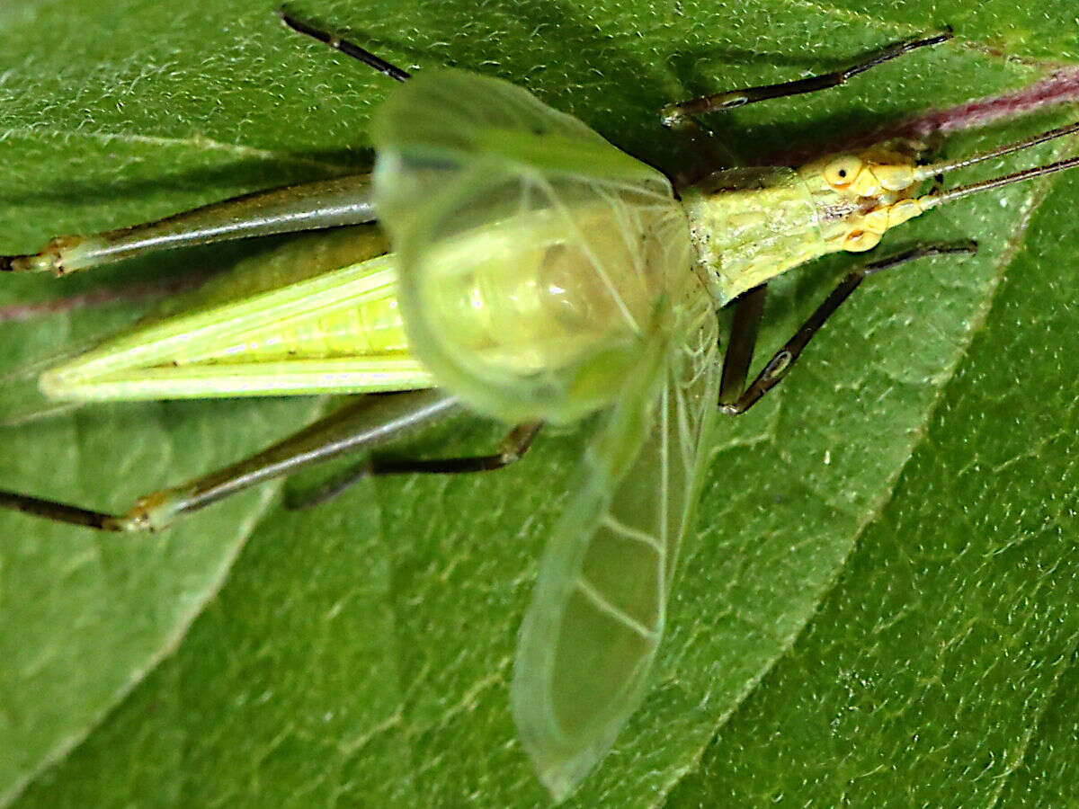 Image of Forbes's Tree Cricket