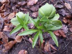 Image of Green Hellebore