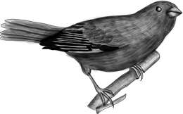 Image of Uniform Finch